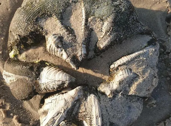 Apartment Impresja 42 Z Garazem *